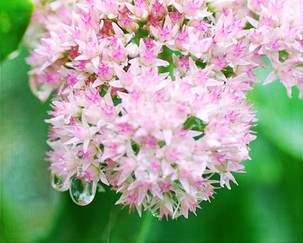 [DSC_0299 copy 2[4].jpg]